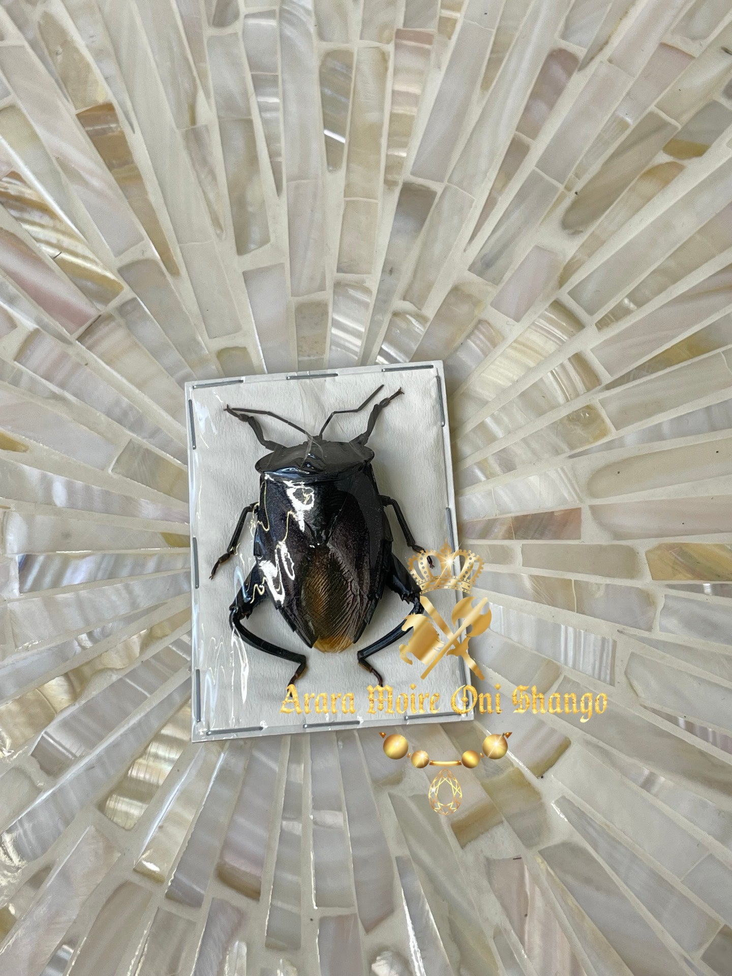 Animales Exóticos Disecados