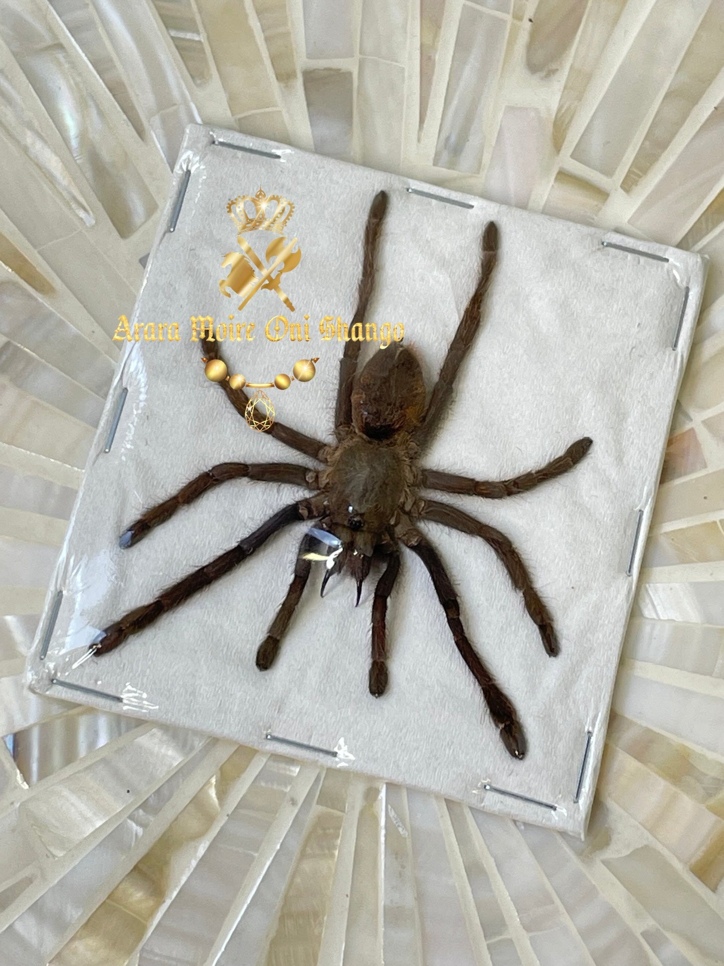 Animales Exóticos Disecados