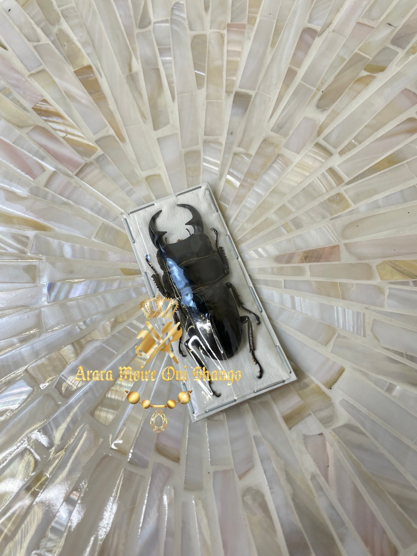 Animales Exóticos Disecados