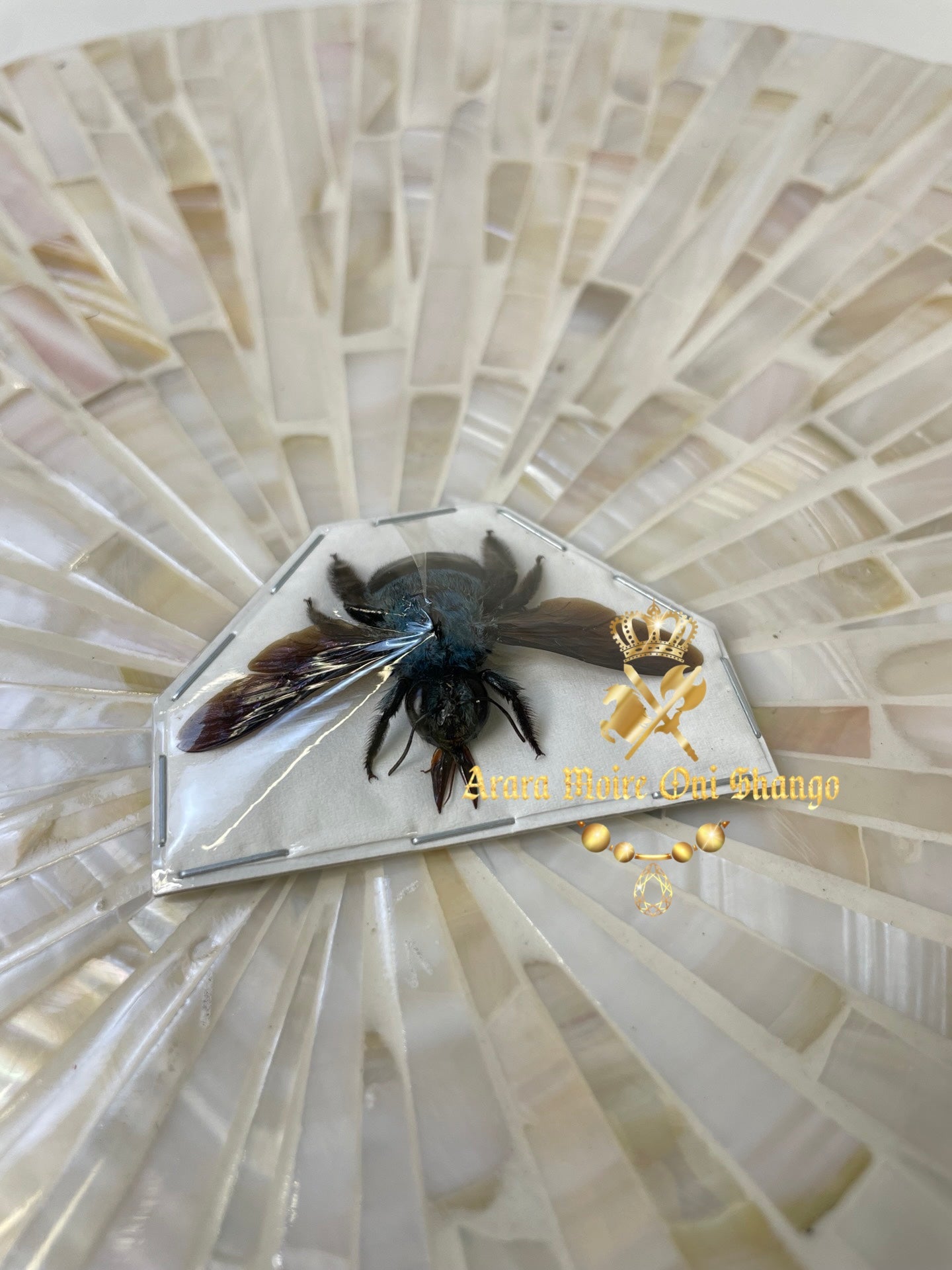 Animales Exóticos Disecados