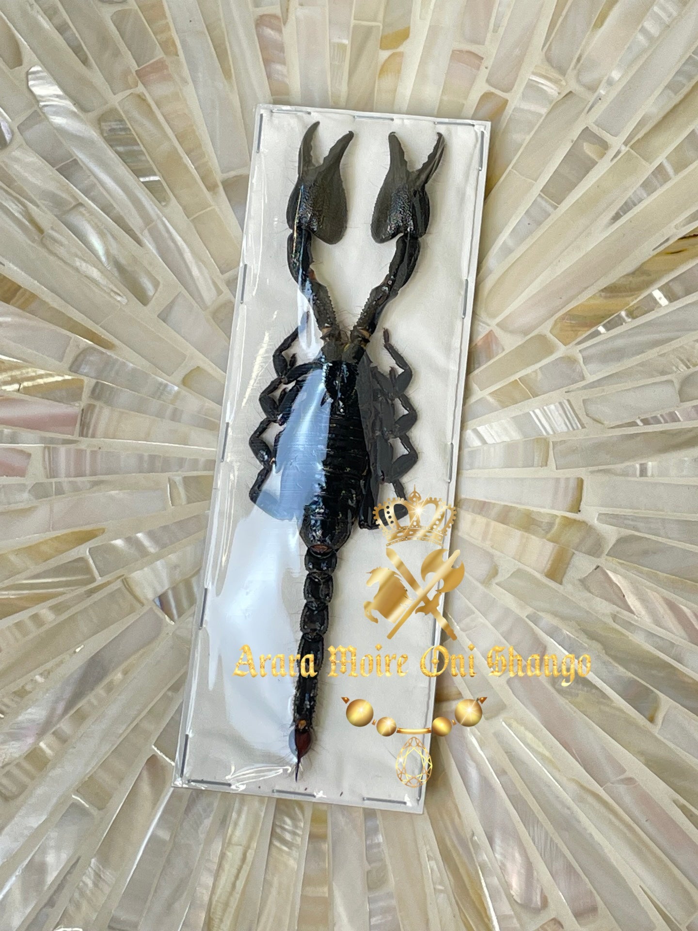 Animales Exóticos Disecados