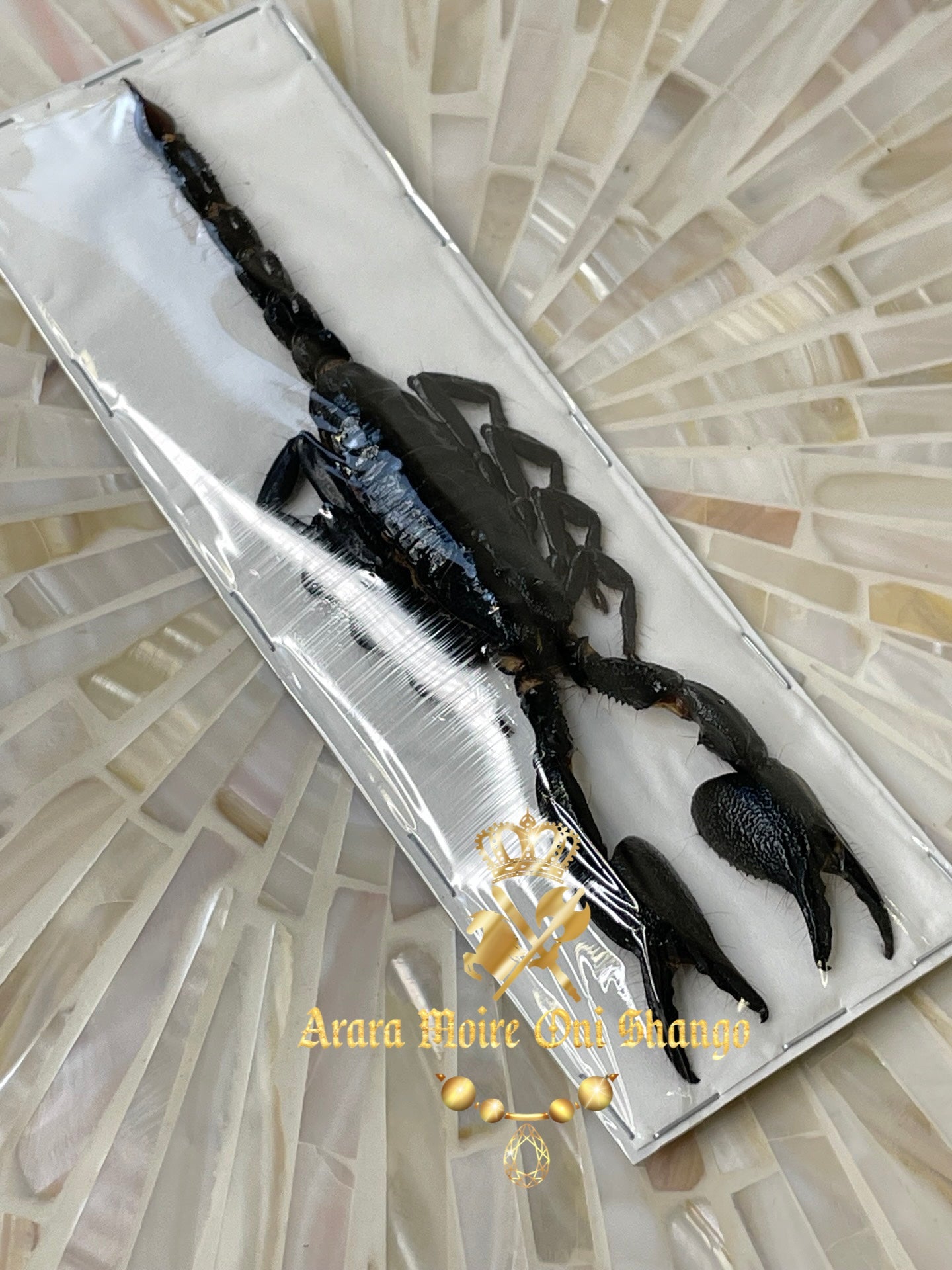 Animales Exóticos Disecados